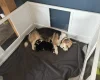 Welsh Corgi Pembroke