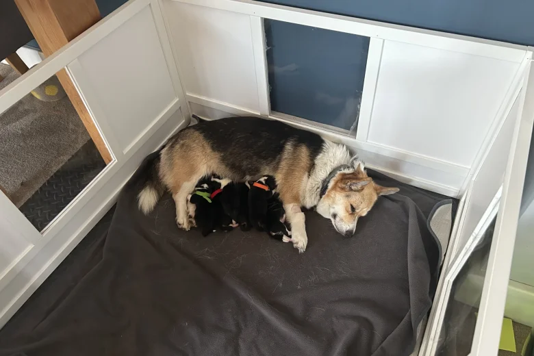 Welsh Corgi Pembroke