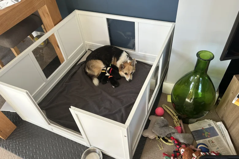 Welsh Corgi Pembroke