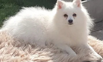 Pomeranian