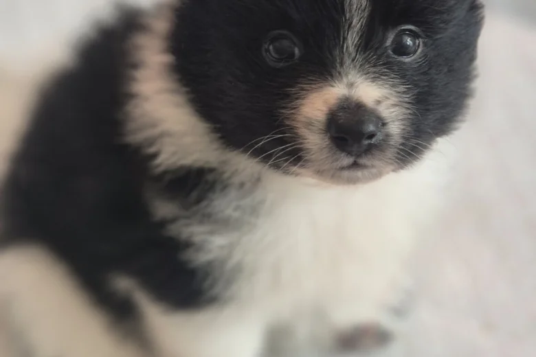 Pomeranian