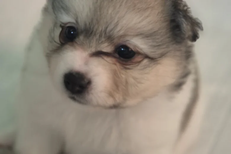 Pomeranian