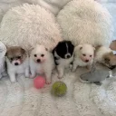 Pomeranian