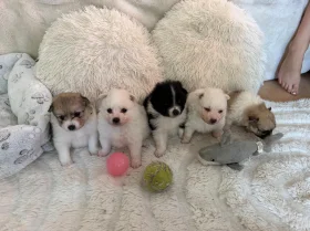 Pomeranian