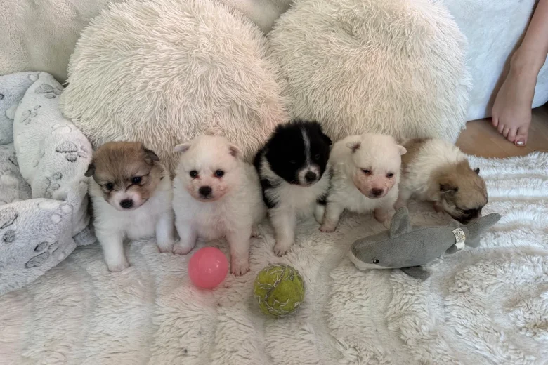 Pomeranian