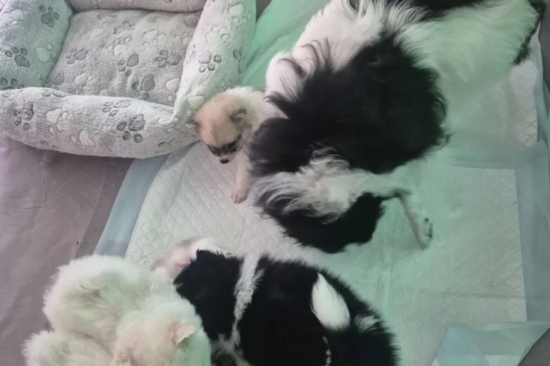 Pomeranian