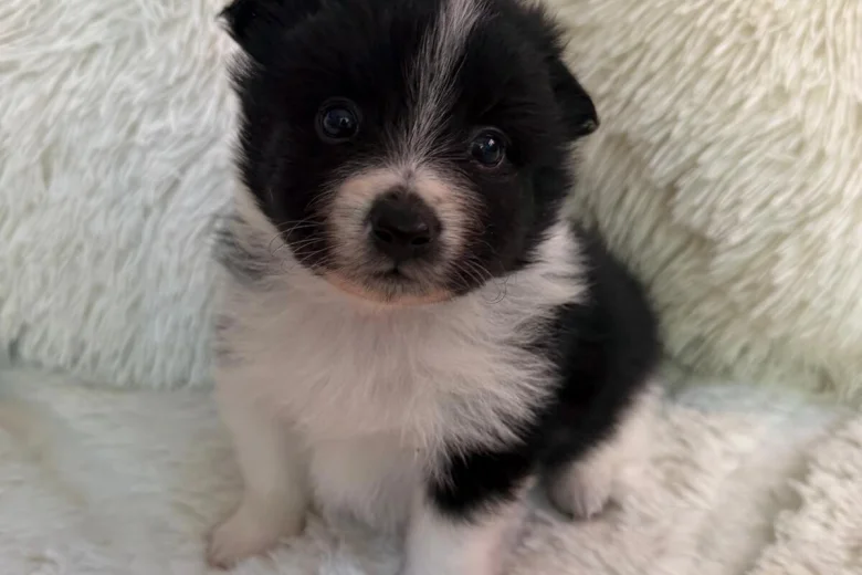 Pomeranian