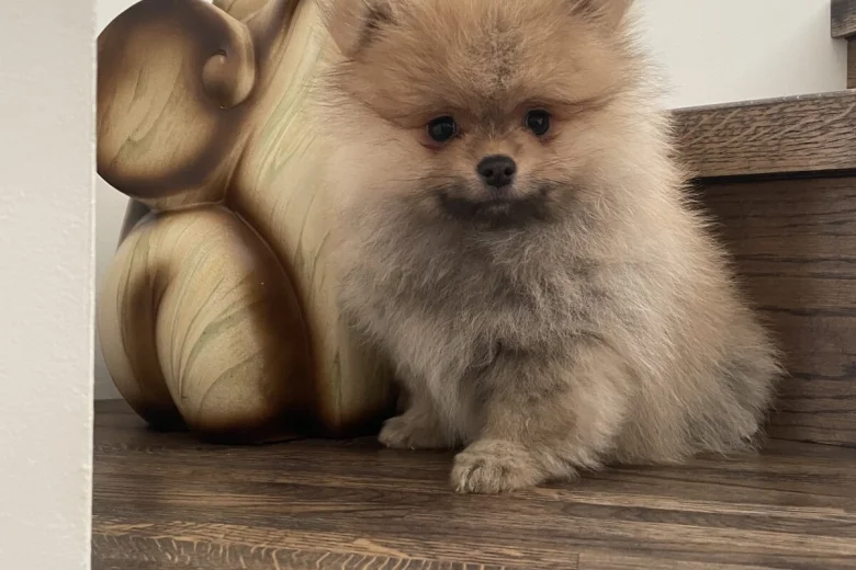 Pomeranian