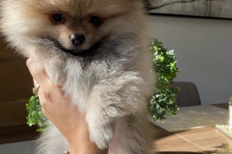 Pomeranian