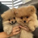 Pomeranian