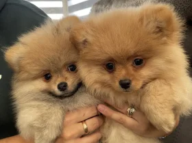 Pomeranian