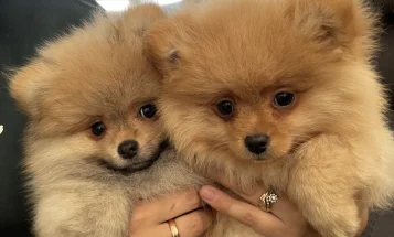 Pomeranian