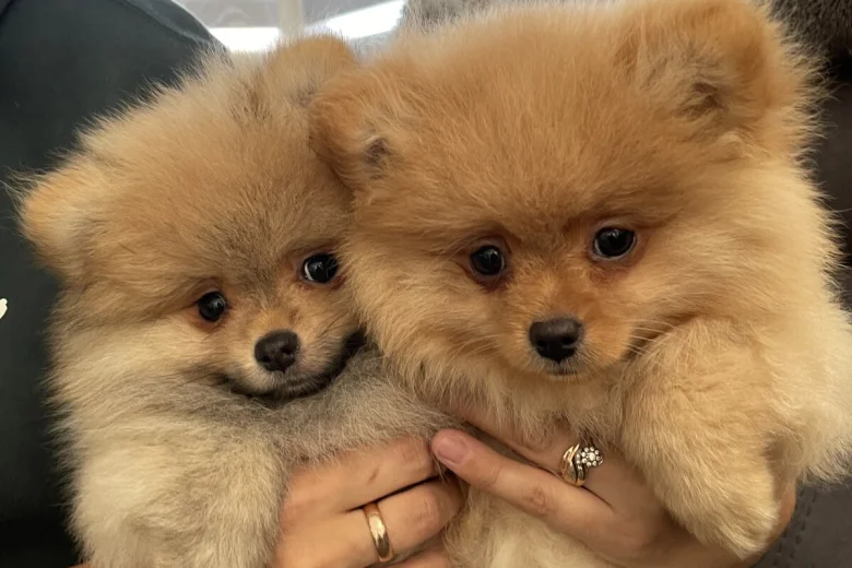 Pomeranian