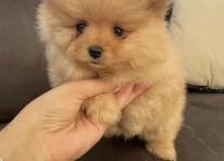 Puppy 2