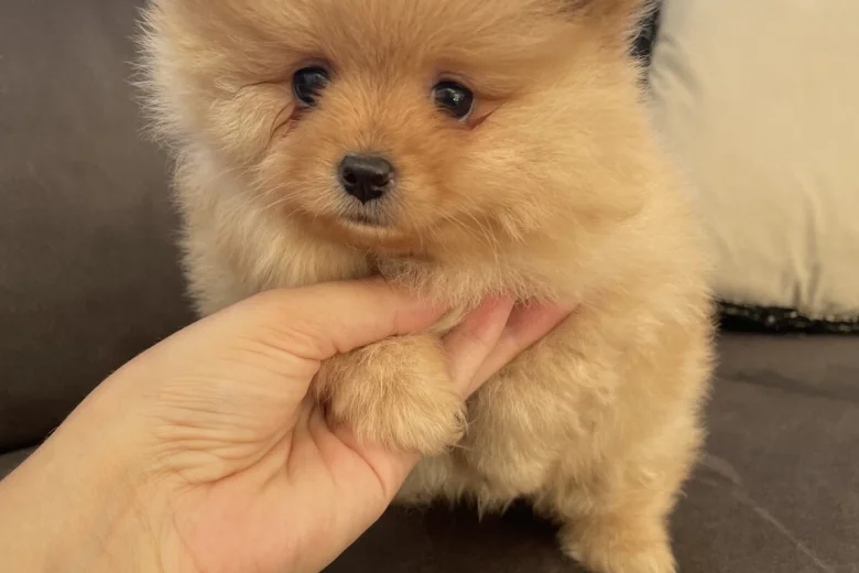 Pomeranian