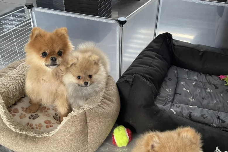 Pomeranian