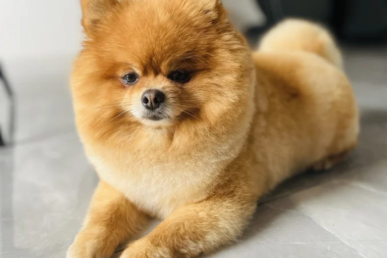 Pomeranian