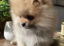 Puppy 1