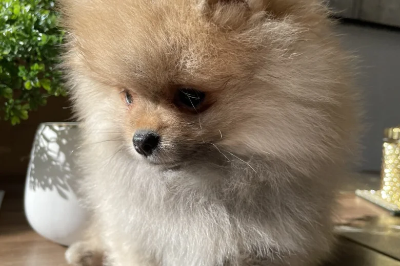 Pomeranian