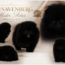 Pomeranian