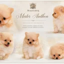 Pomeranian