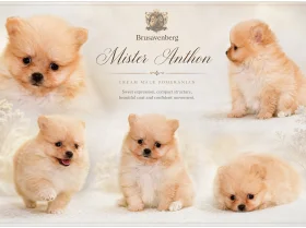 Pomeranian
