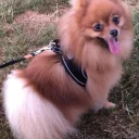 Pomeranian