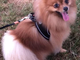 Pomeranian