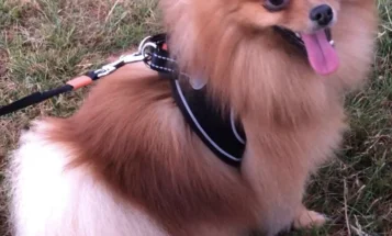 Pomeranian