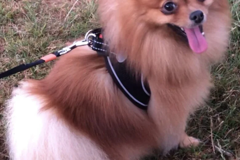 Pomeranian