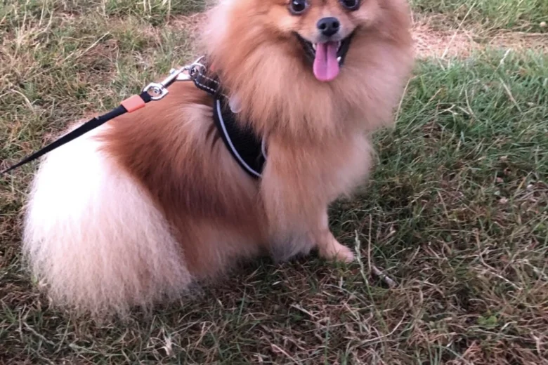 Pomeranian