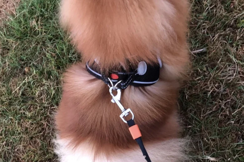 Pomeranian