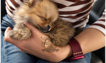 Pomeranian
