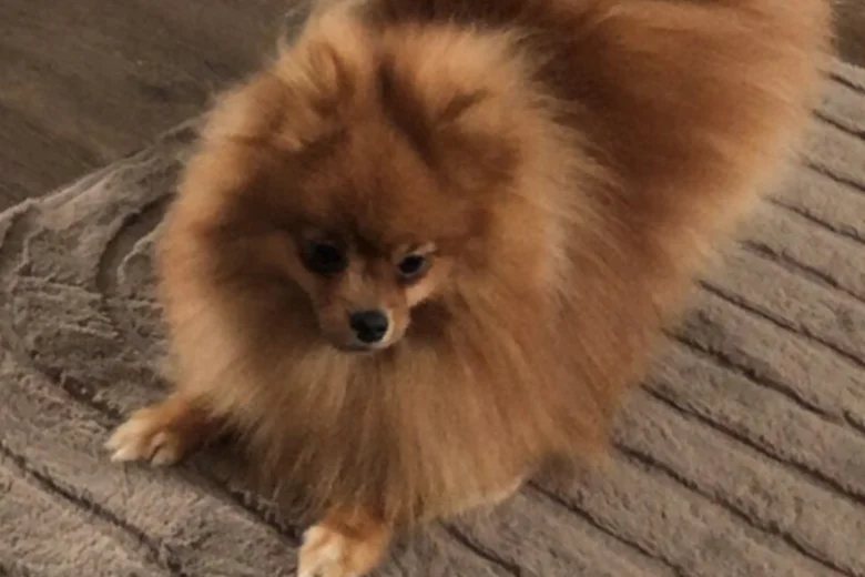 Pomeranian