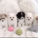 Pomeranian