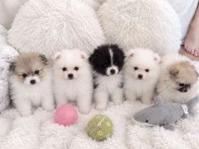 Pomeranian