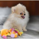 Pomeranian
