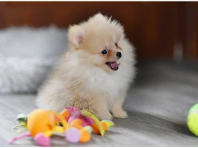 Pomeranian