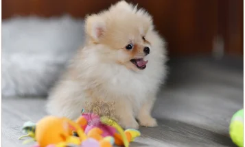 Pomeranian