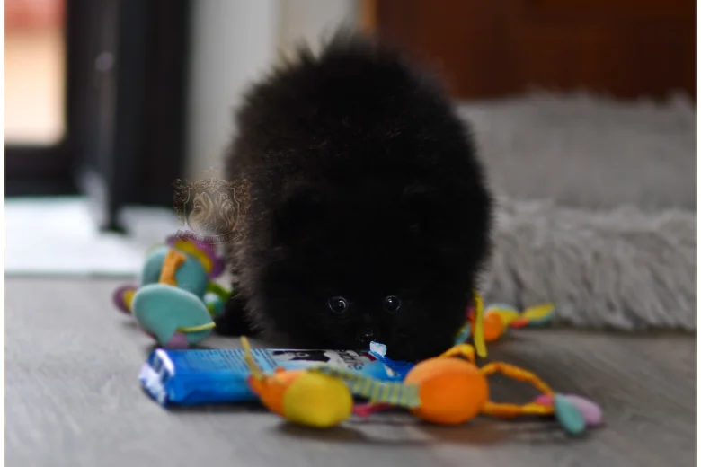 Pomeranian