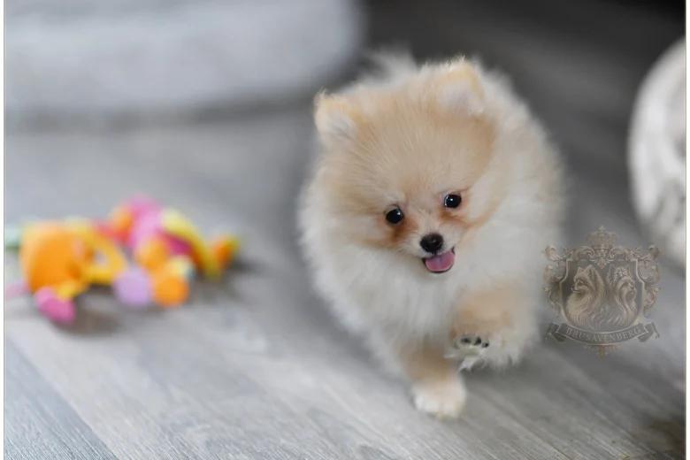 Pomeranian