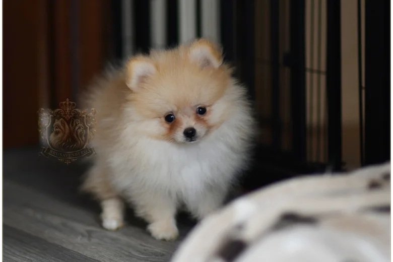 Pomeranian