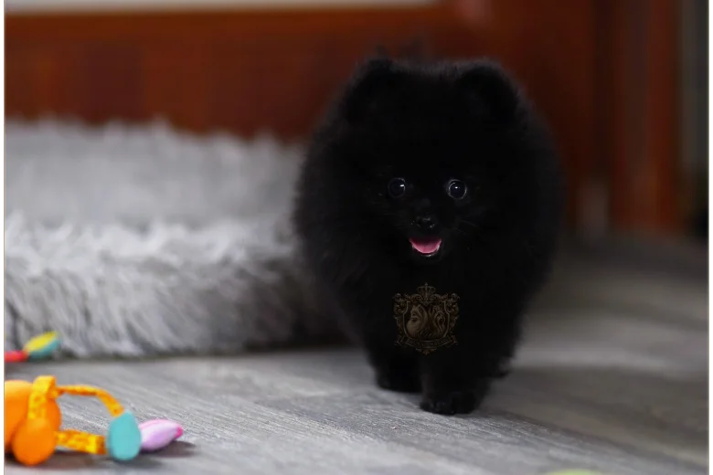 Pomeranian