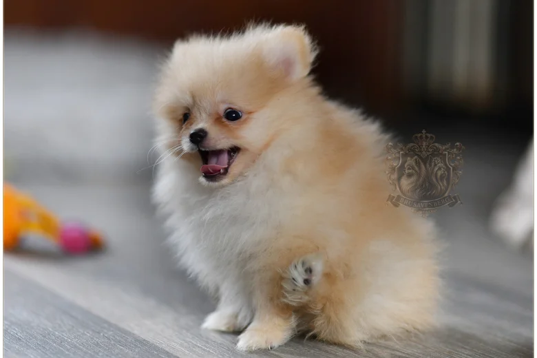 Pomeranian