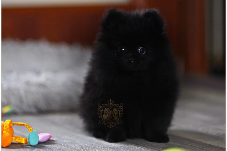 Pomeranian