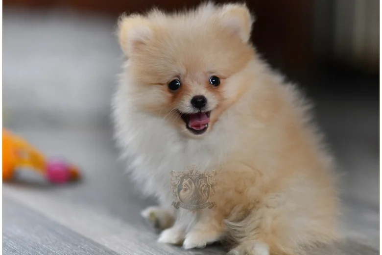 Pomeranian