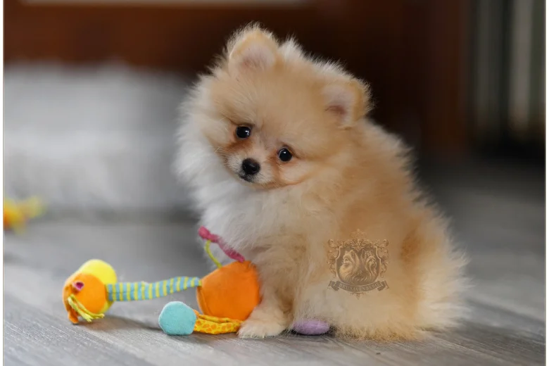 Pomeranian