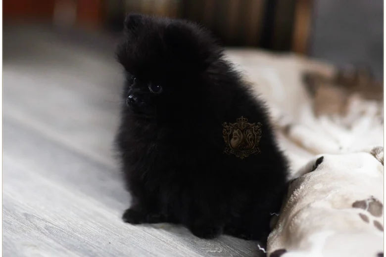 Pomeranian