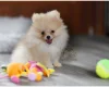 Pomeranian