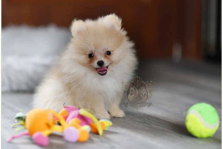 Pomeranian